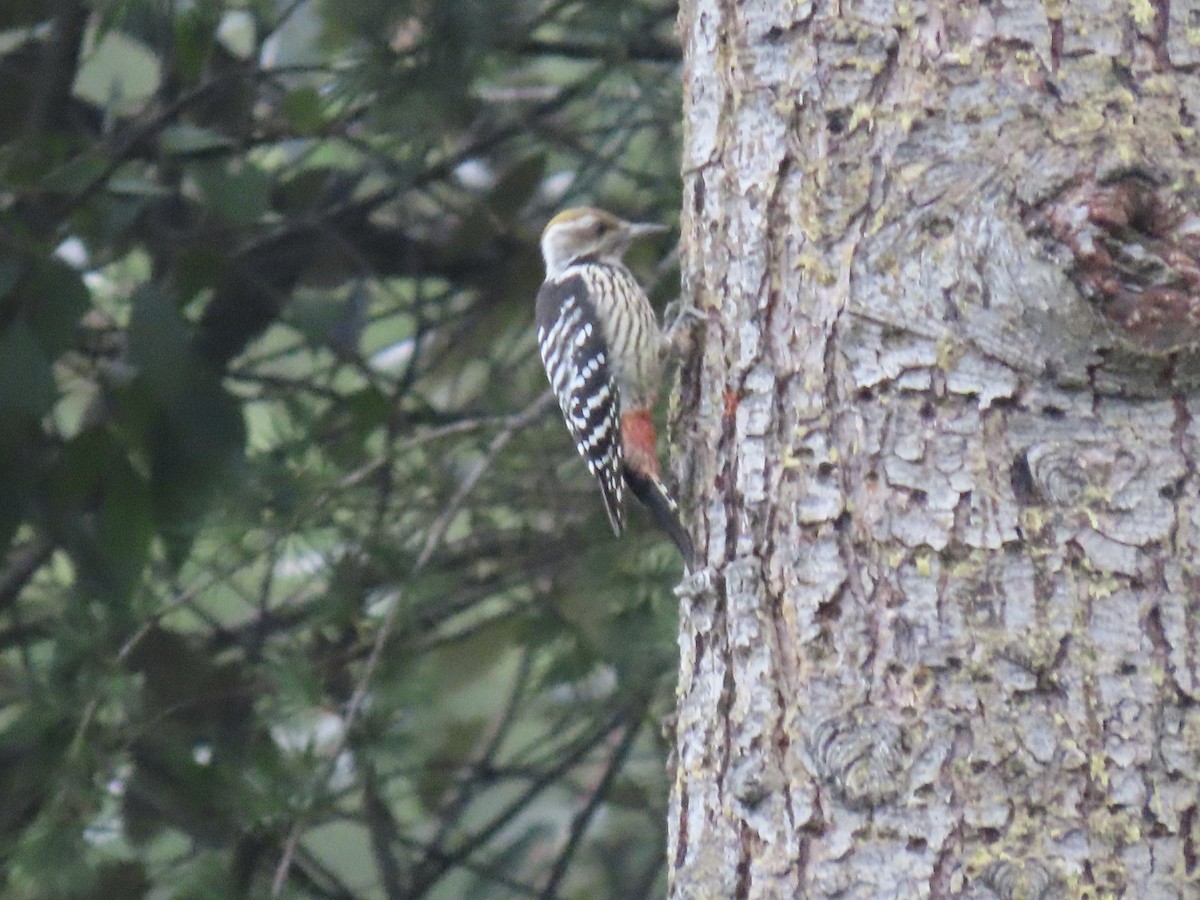 Brown-fronted Woodpecker - ML644691789