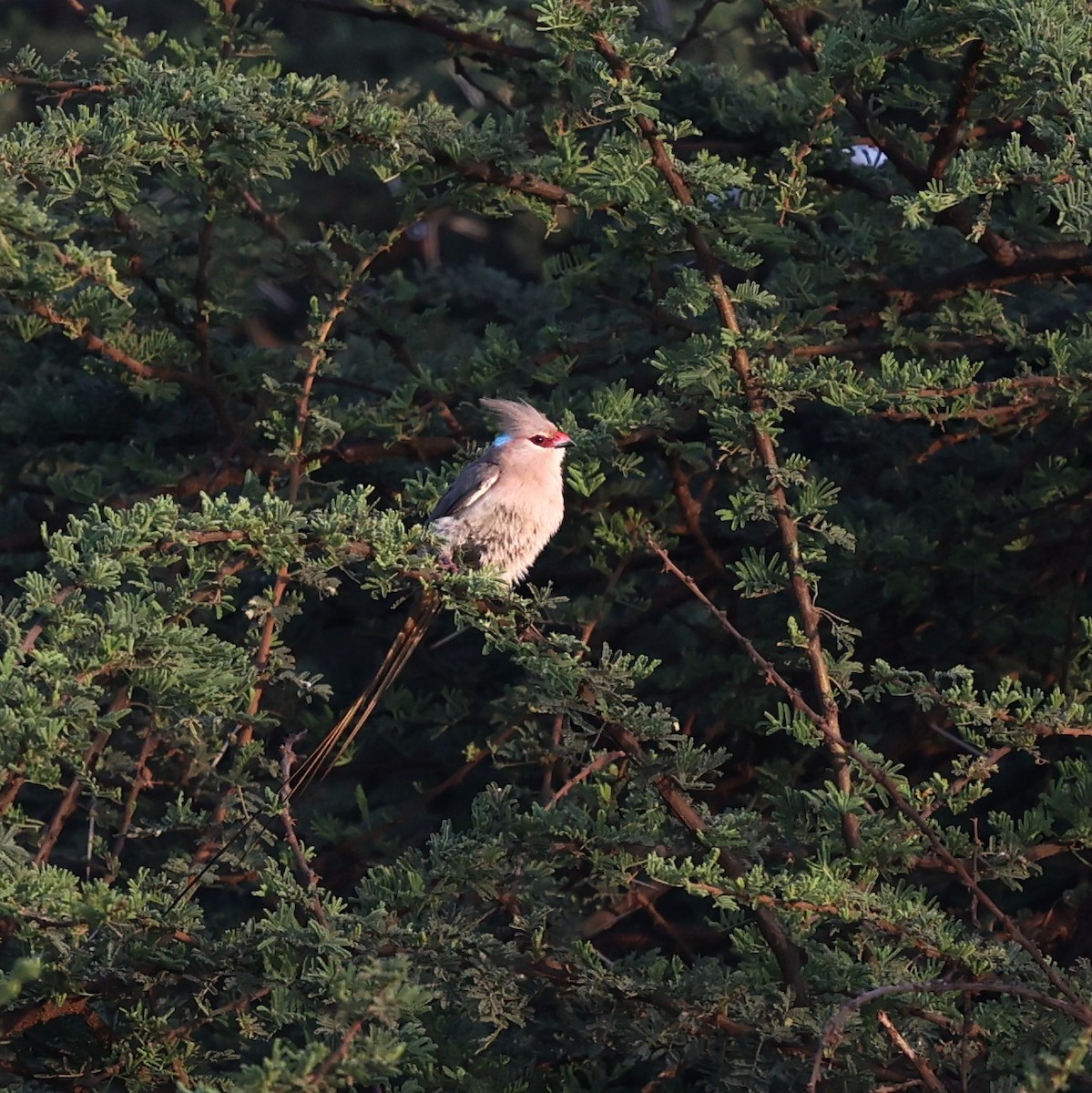 Blue-naped Mousebird - ML644691791