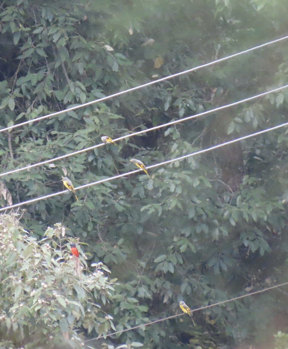 Long-tailed Minivet - ML644691794