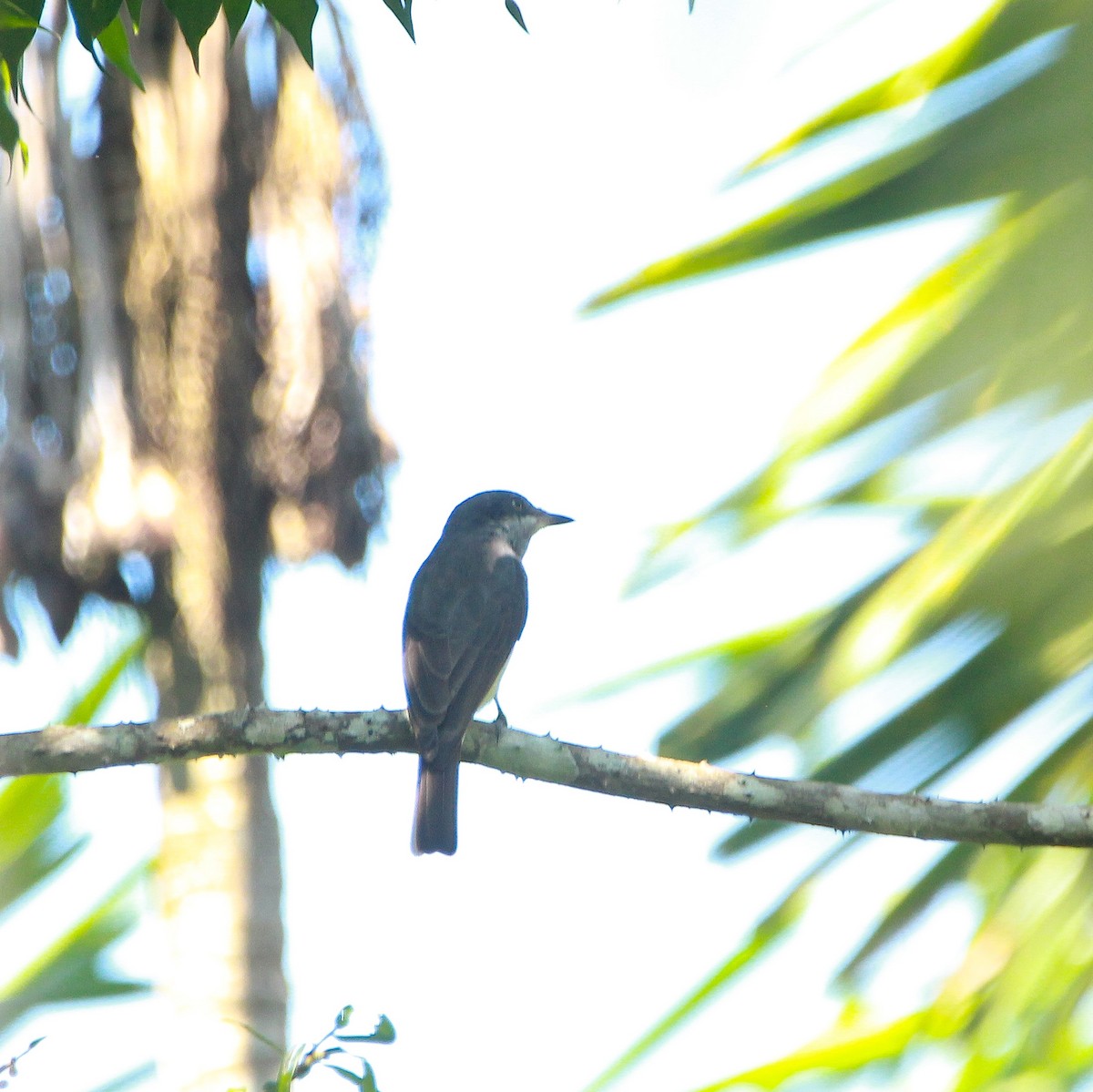 Malabar Woodshrike - ML644691795