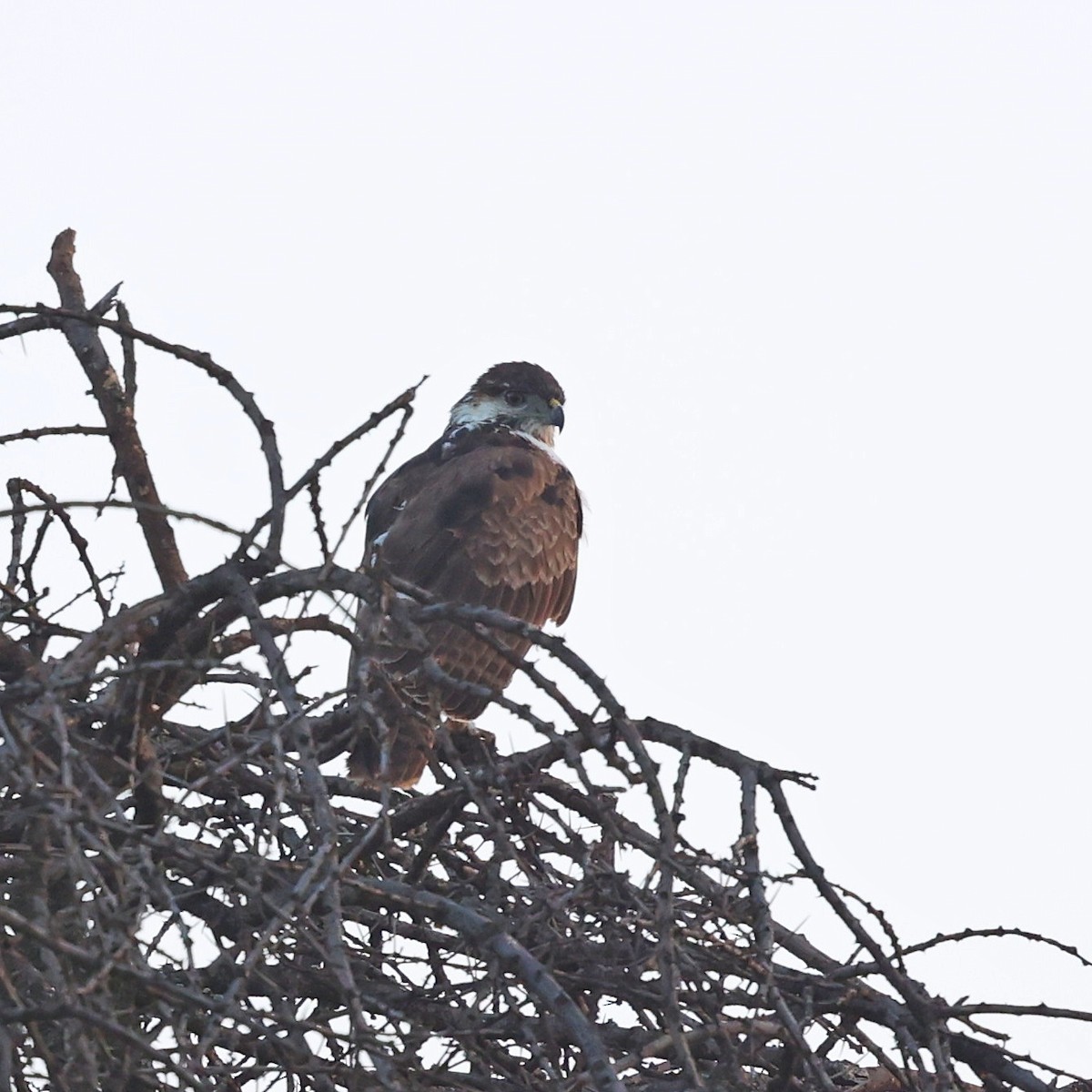 African Goshawk - ML644691796