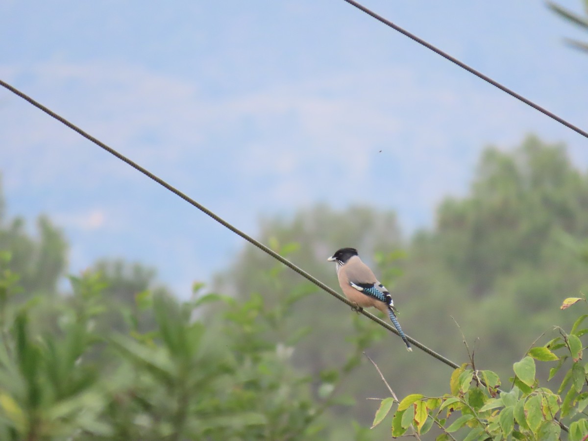 Black-headed Jay - ML644691797