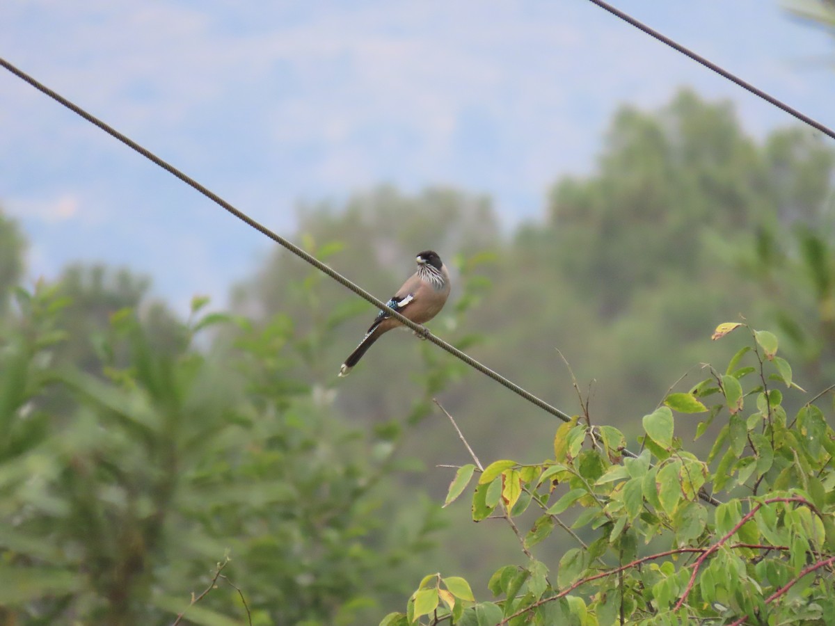 Black-headed Jay - ML644691798