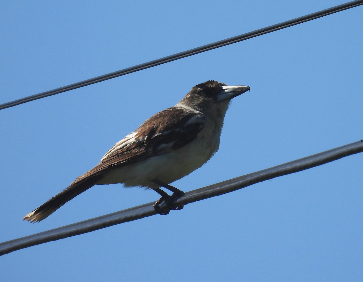 Pied Butcherbird - ML644691799