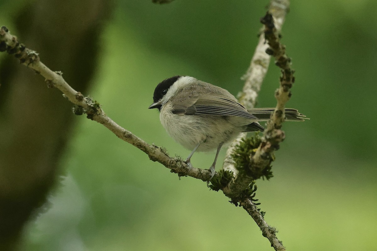Marsh Tit - ML644691801