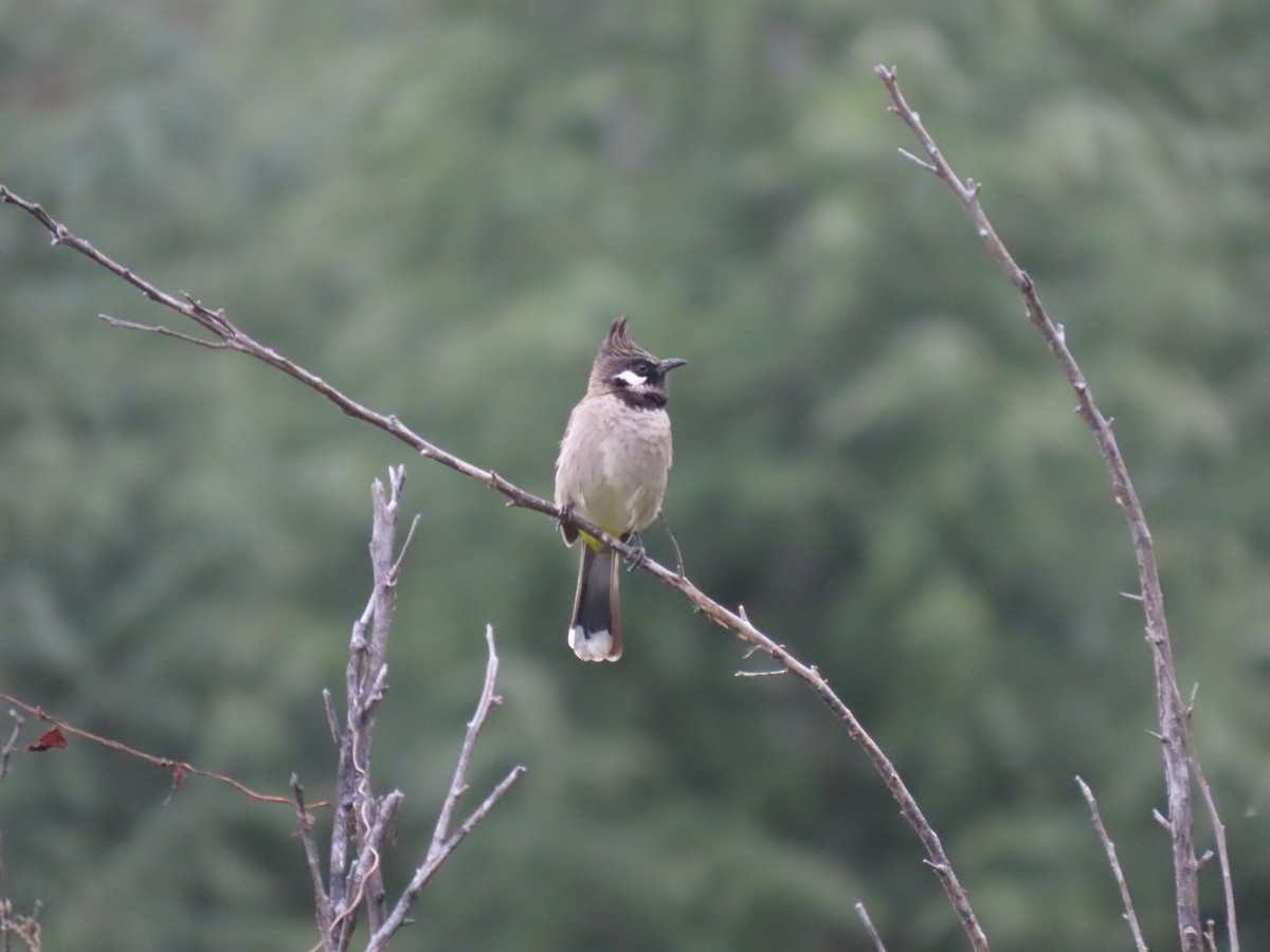 Himalayan Bulbul - ML644691804