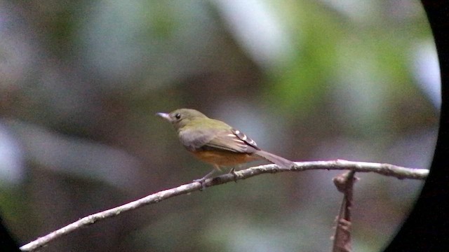 Ochre-bellied Flycatcher - ML644691807