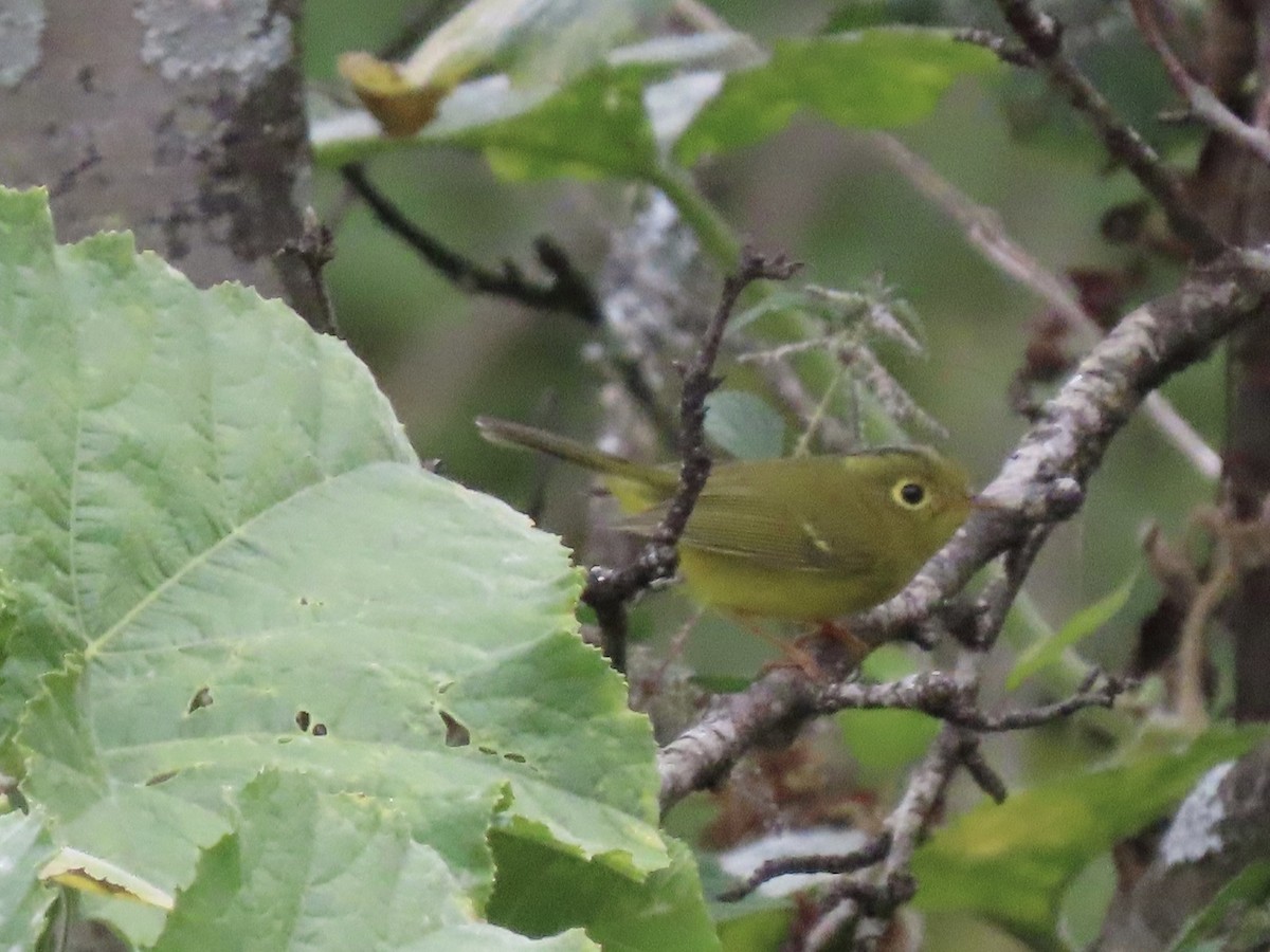 Whistler's Warbler - ML644691809