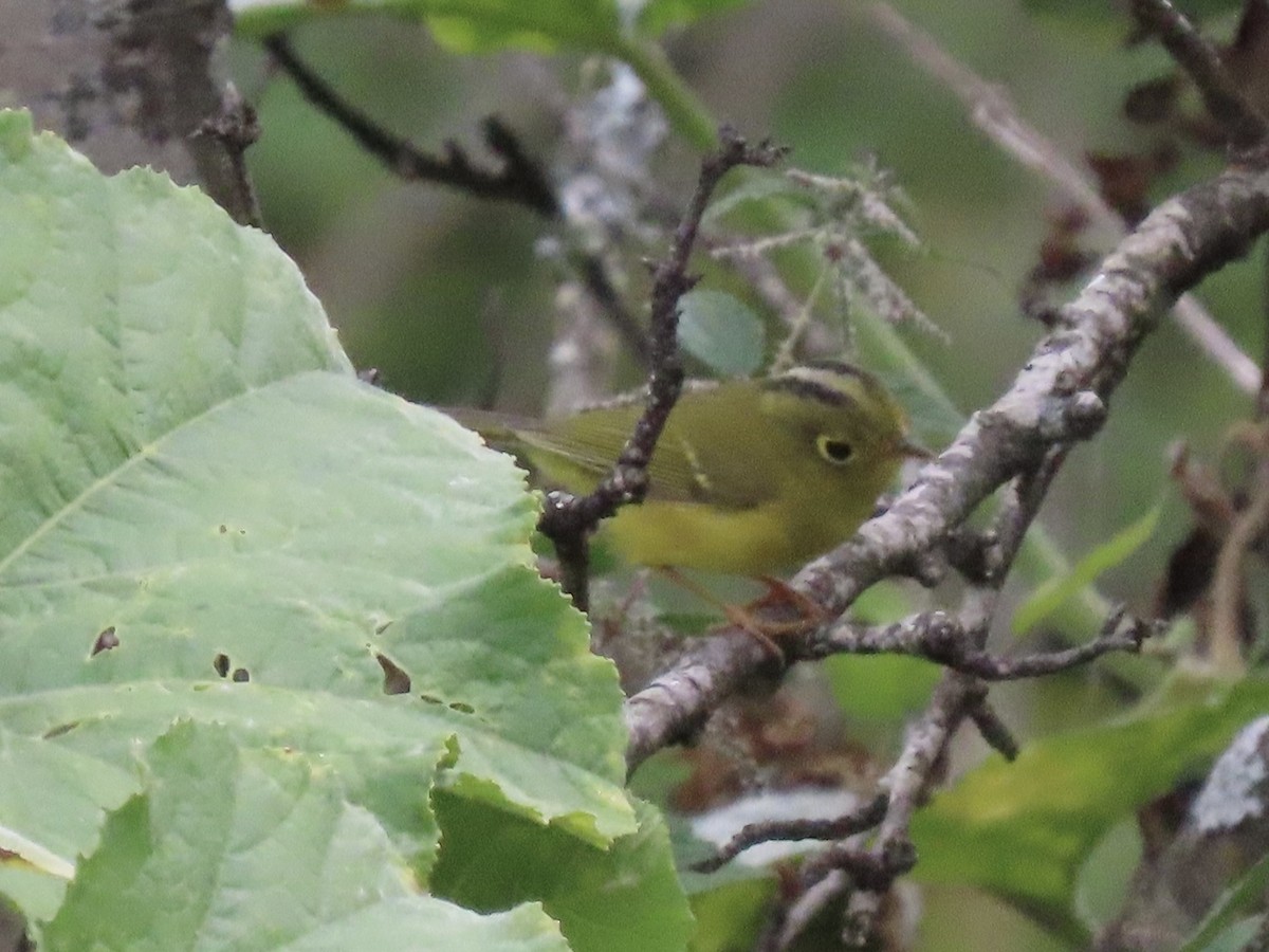 Whistler's Warbler - ML644691810