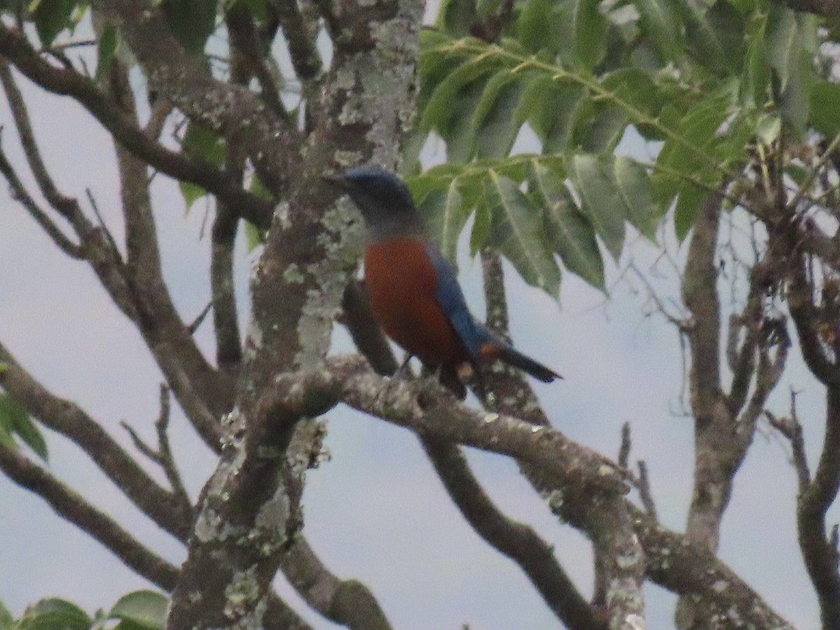 Chestnut-bellied Rock-Thrush - ML644691818