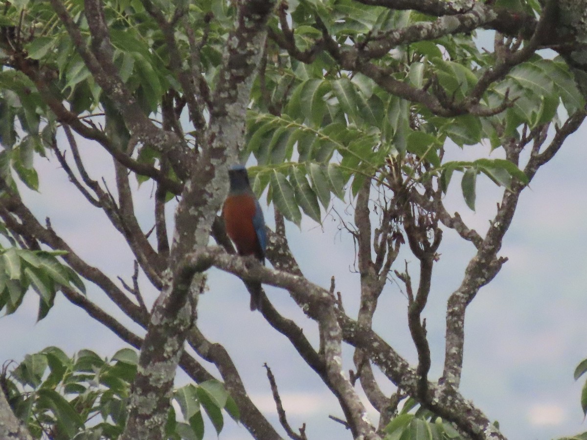 Chestnut-bellied Rock-Thrush - ML644691819