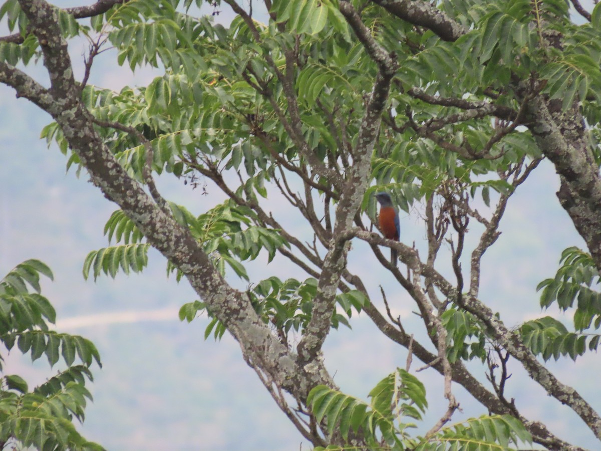 Chestnut-bellied Rock-Thrush - ML644691820