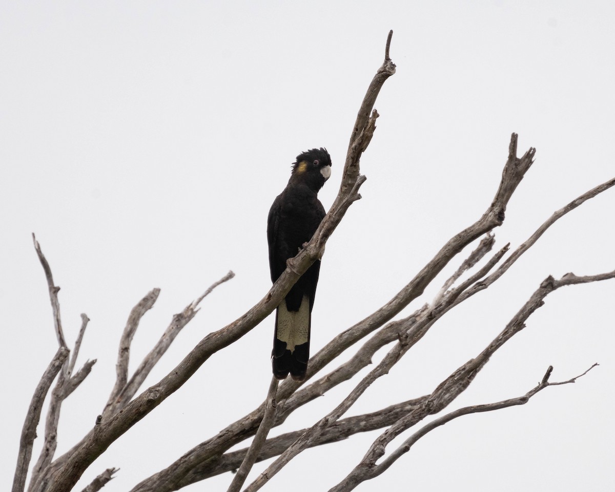 Yellow-tailed Black-Cockatoo - ML644691822