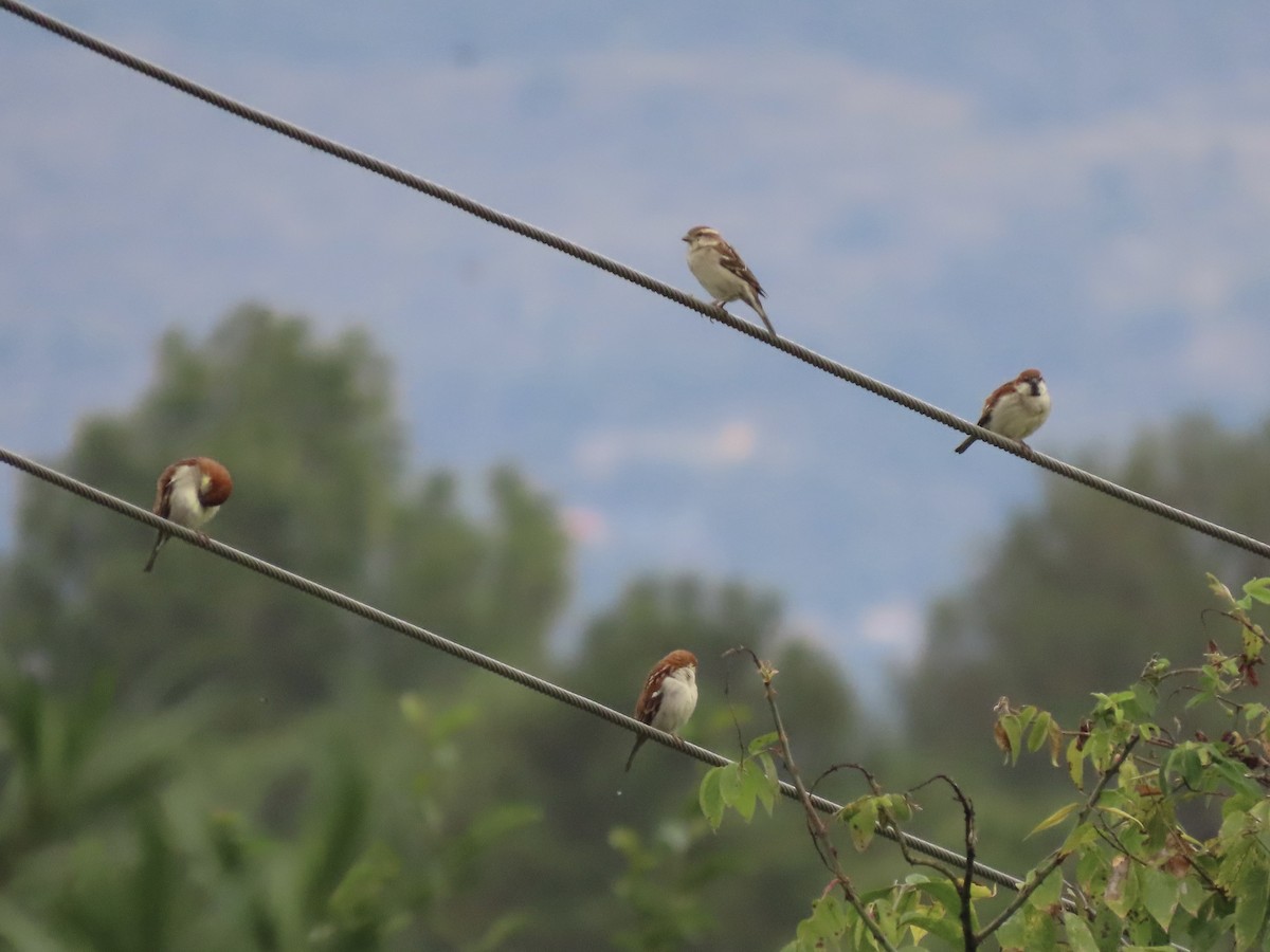 Russet Sparrow - ML644691824