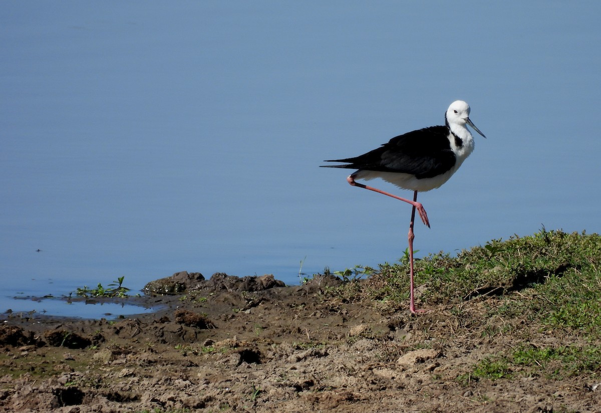 Pied Stilt - ML644691828