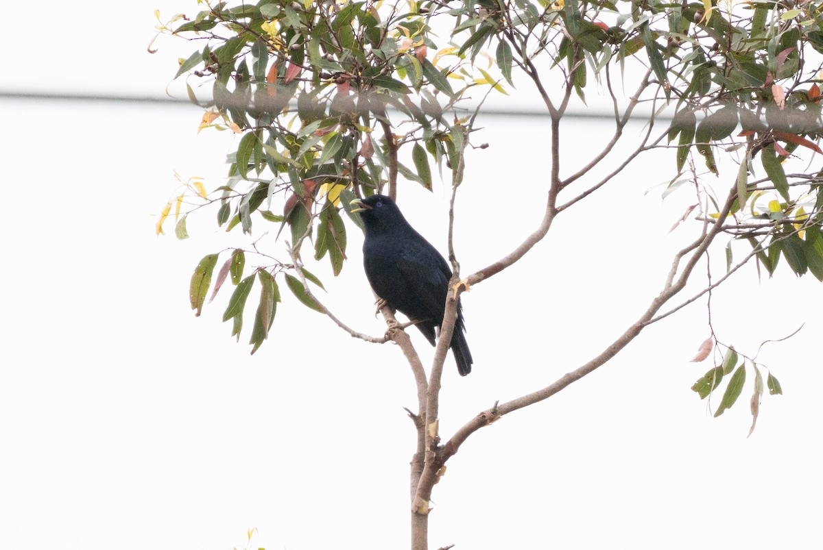 lemčík hedvábný - ML644691845