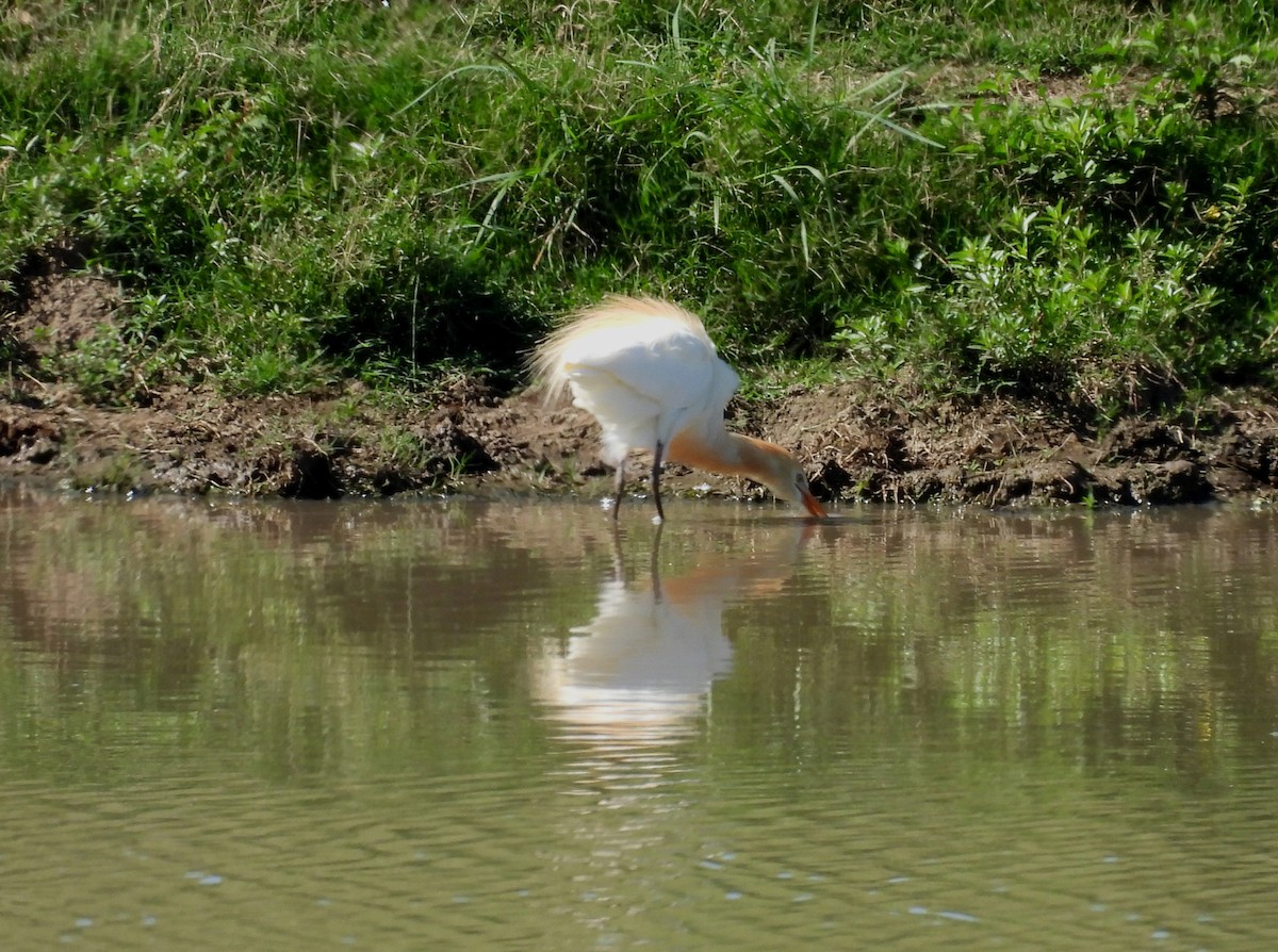 Eastern Cattle-Egret - ML644691852