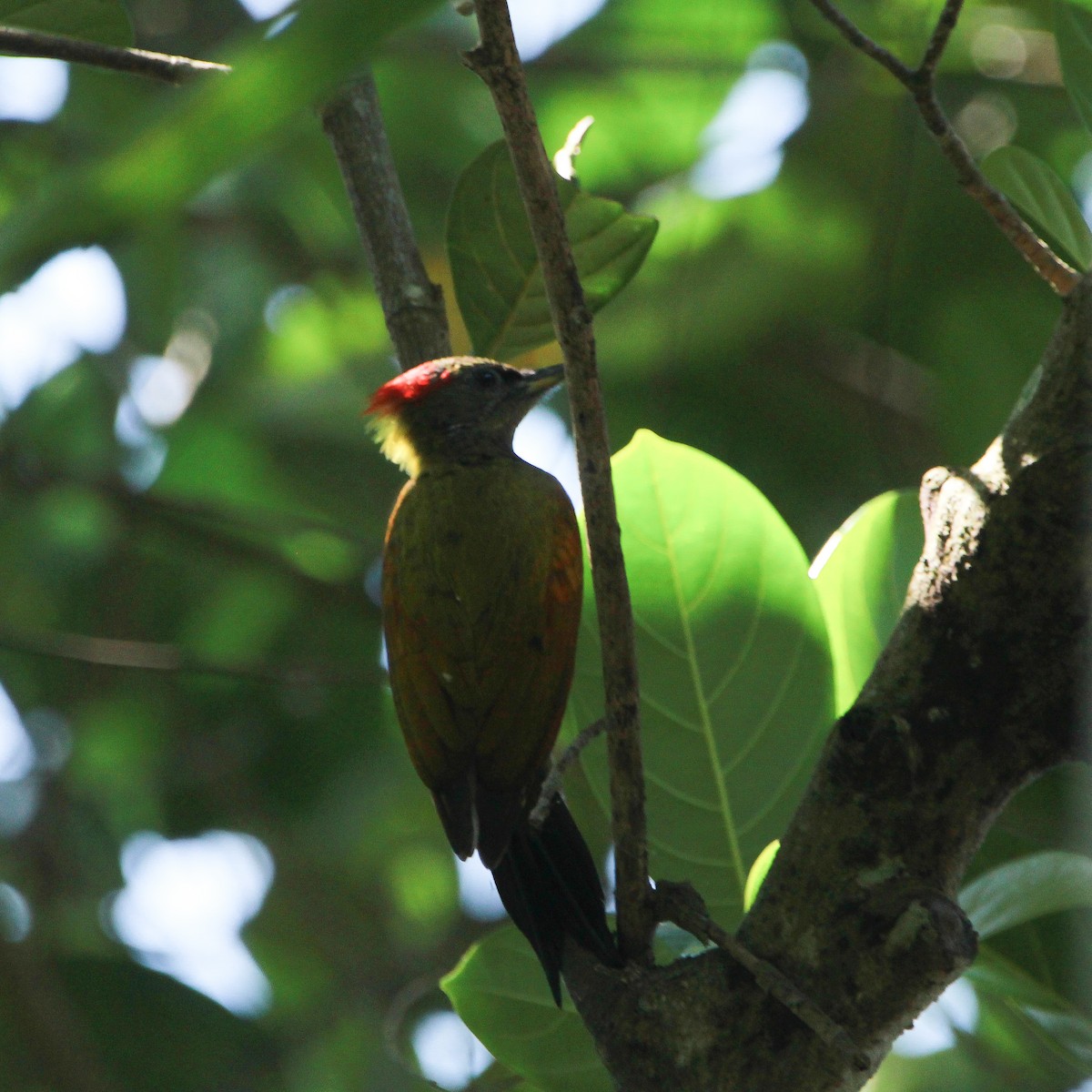 Lesser Yellownape - ML644691853