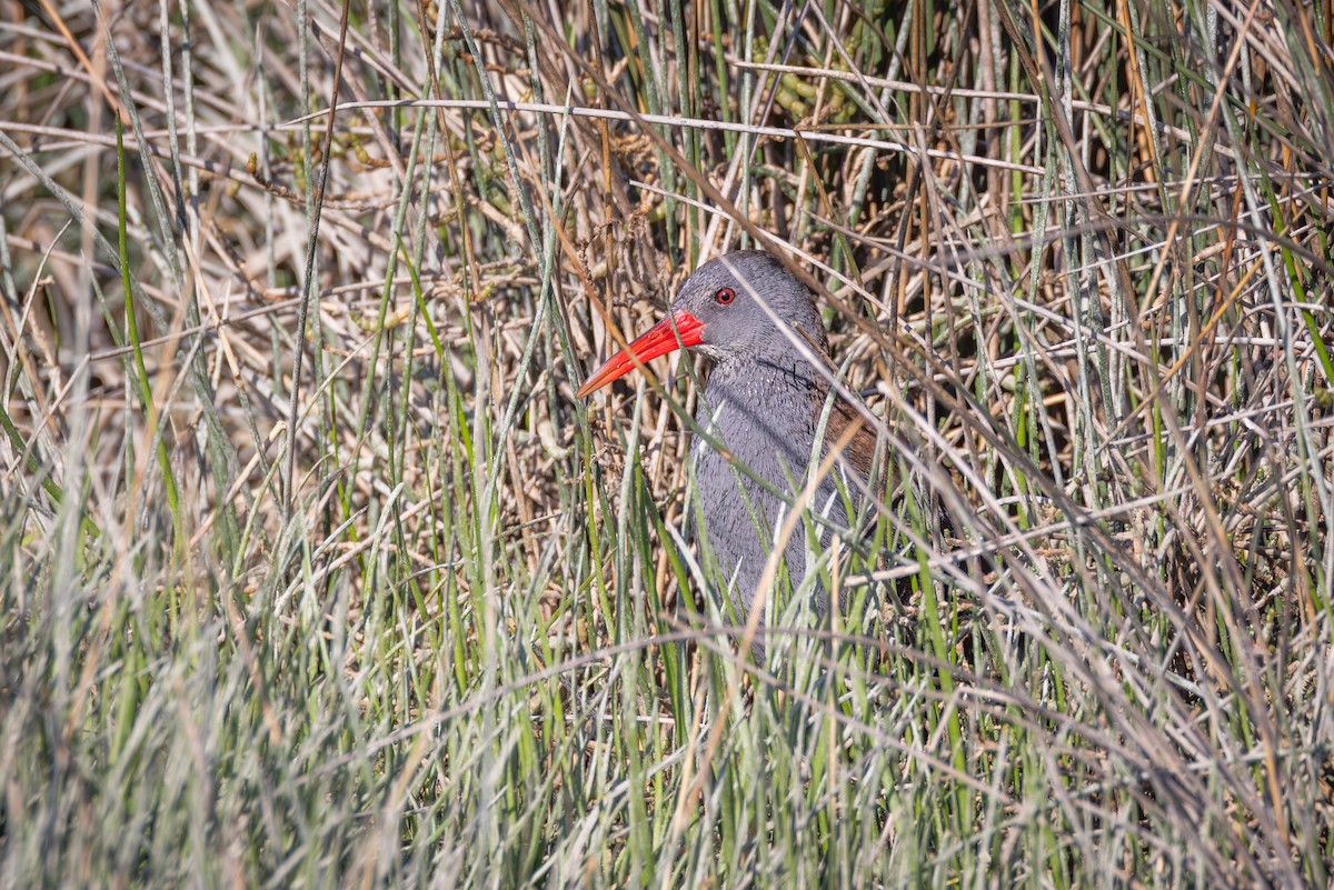 African Rail - ML644691854