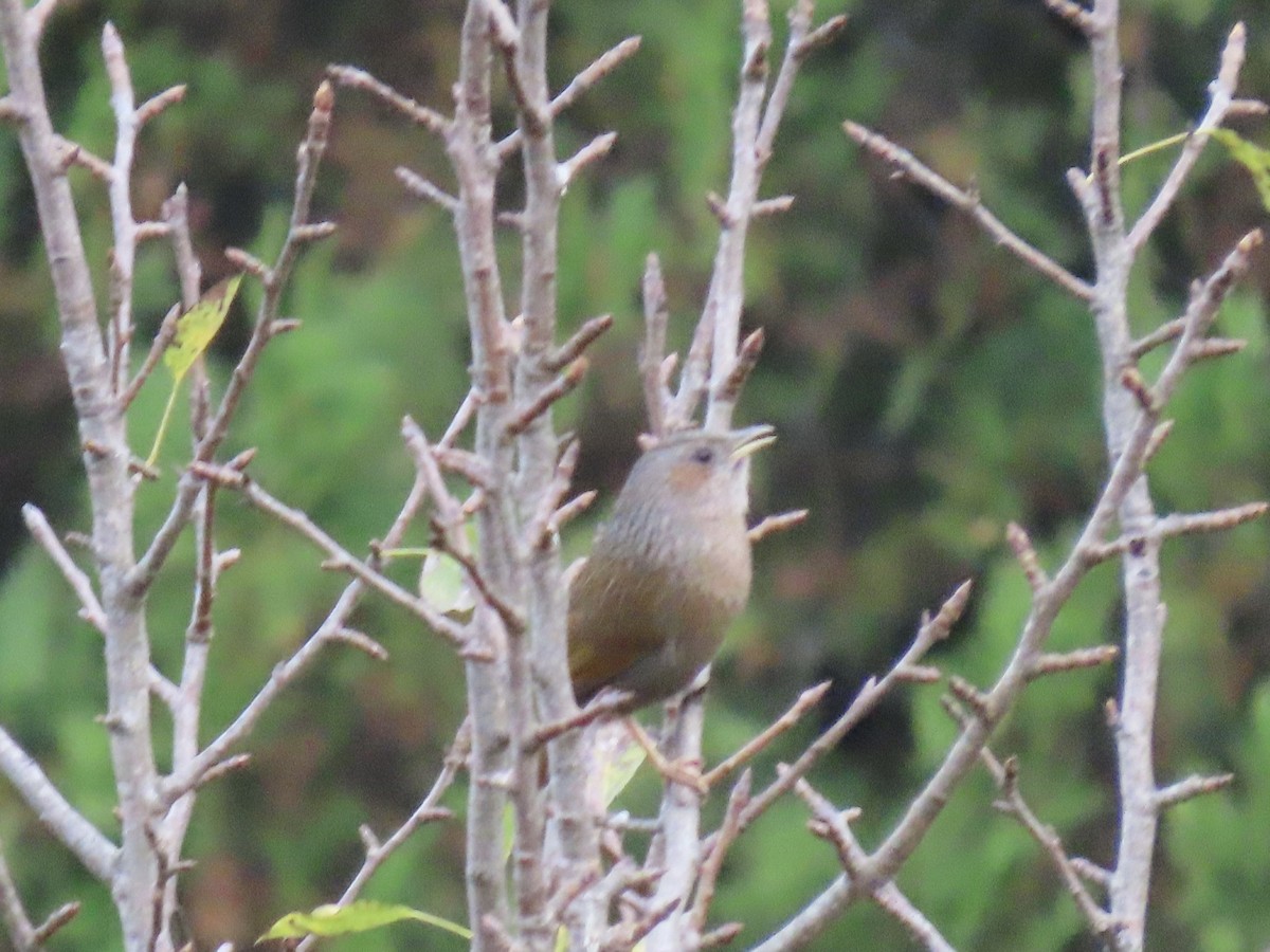 Streaked Laughingthrush - ML644691855