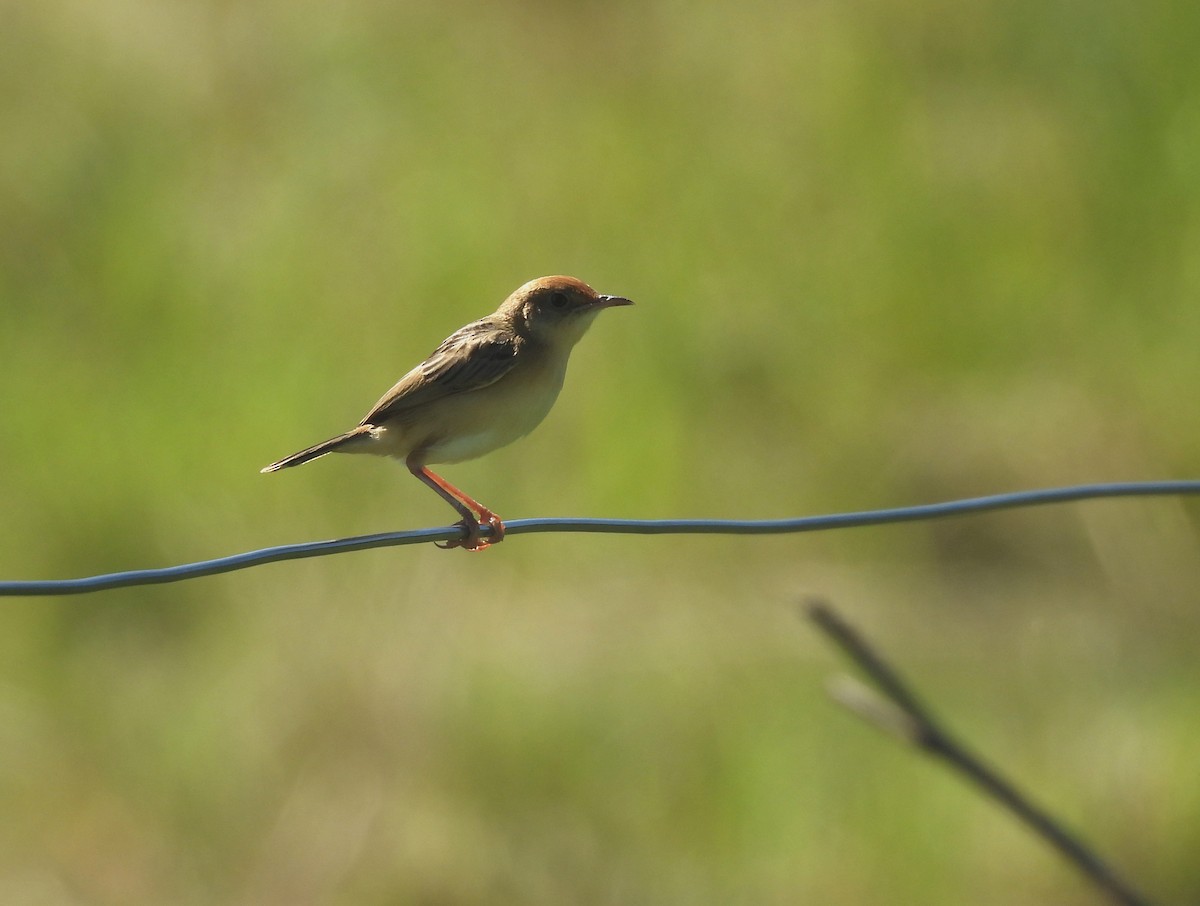 Golden-headed Cisticola - ML644691856