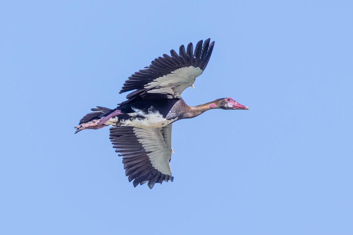 Spur-winged Goose - ML644691857