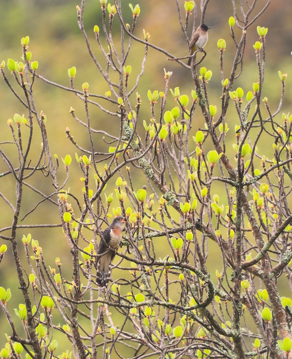 Red-chested Cuckoo - ML644691858