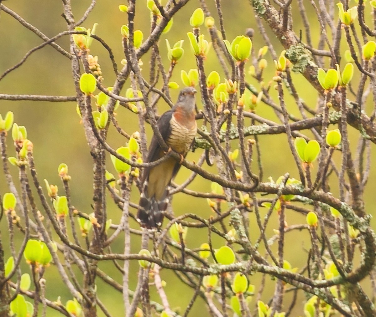 Red-chested Cuckoo - ML644691859