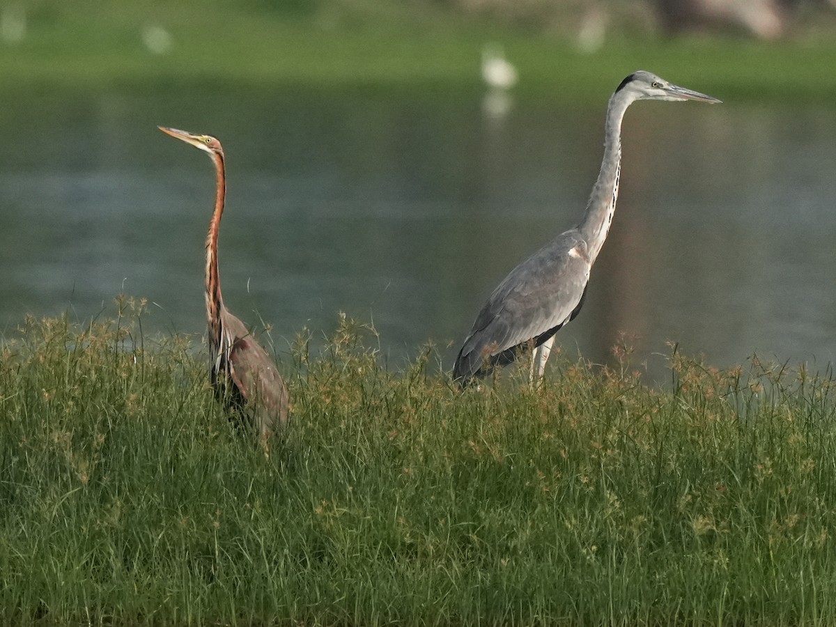 Purple Heron - ML644691860