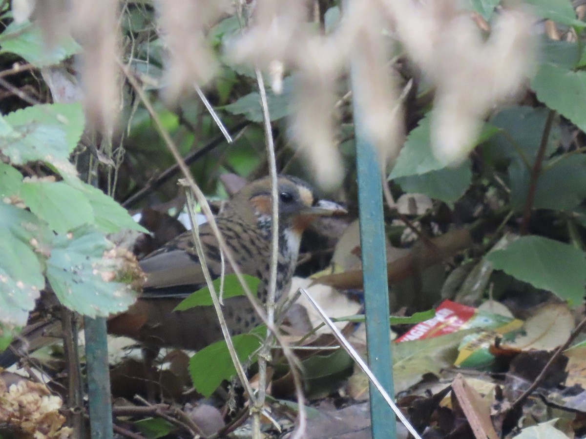 Rufous-chinned Laughingthrush - ML644691861