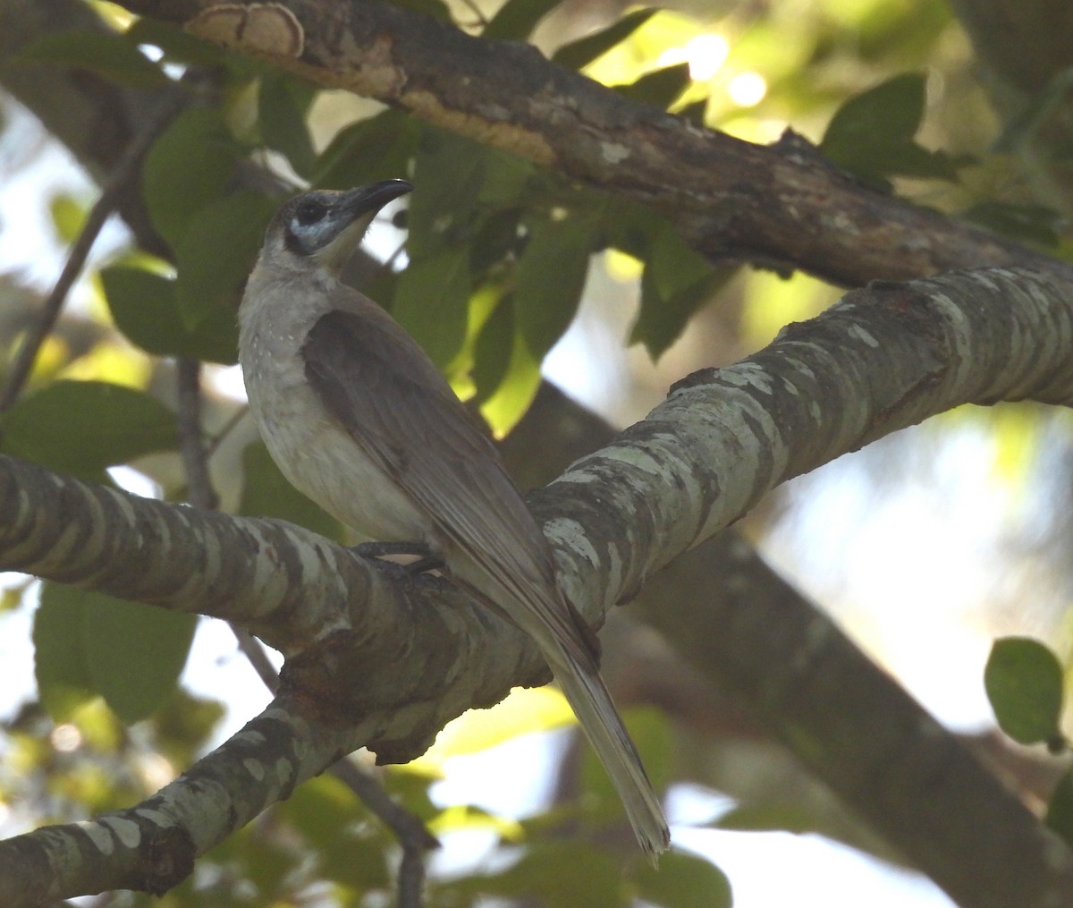 Little Friarbird - ML644691862