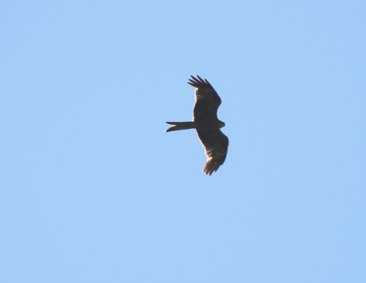 Black Kite - ML644691864