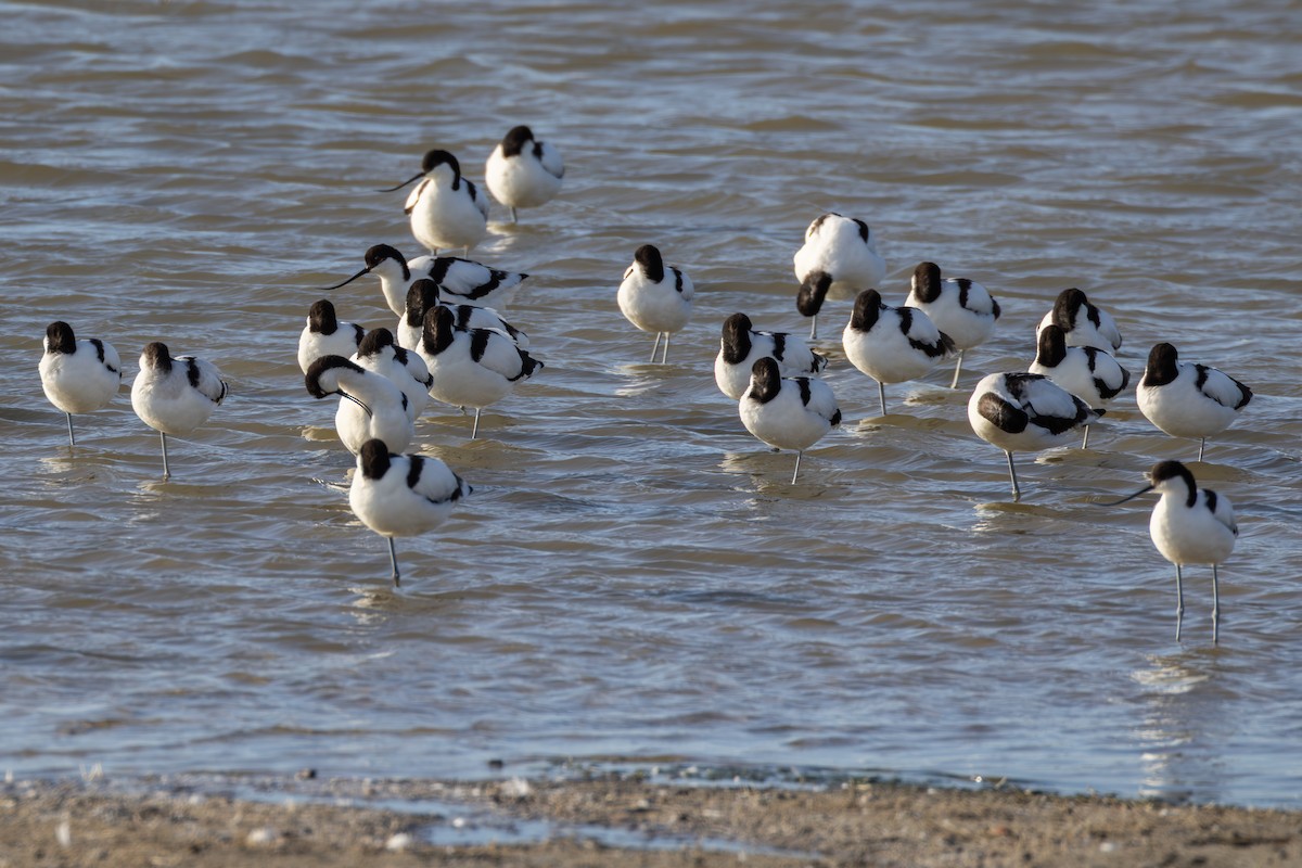 Pied Avocet - ML644691865