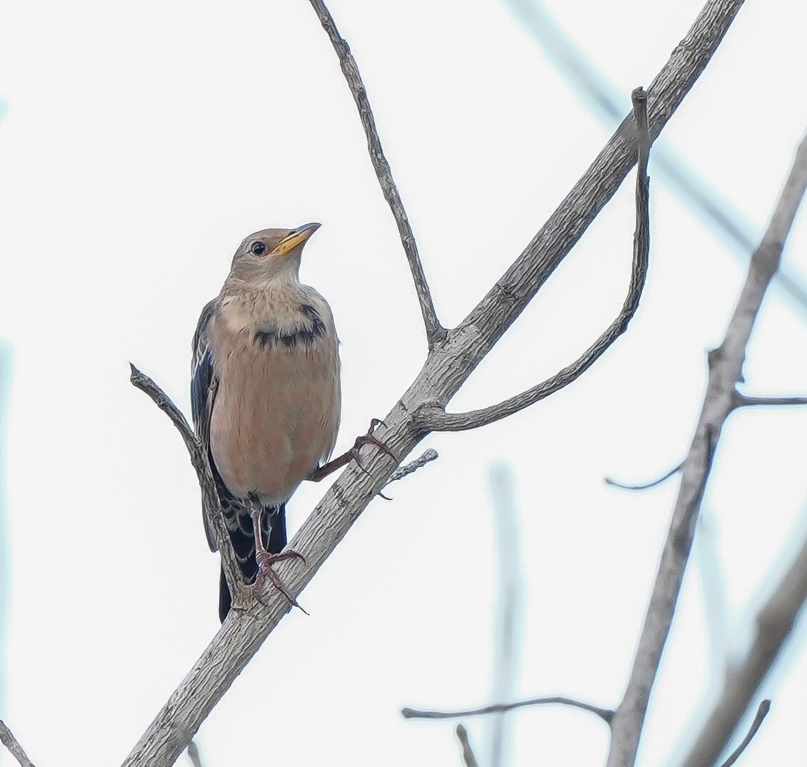 Rosy Starling - ML644691866