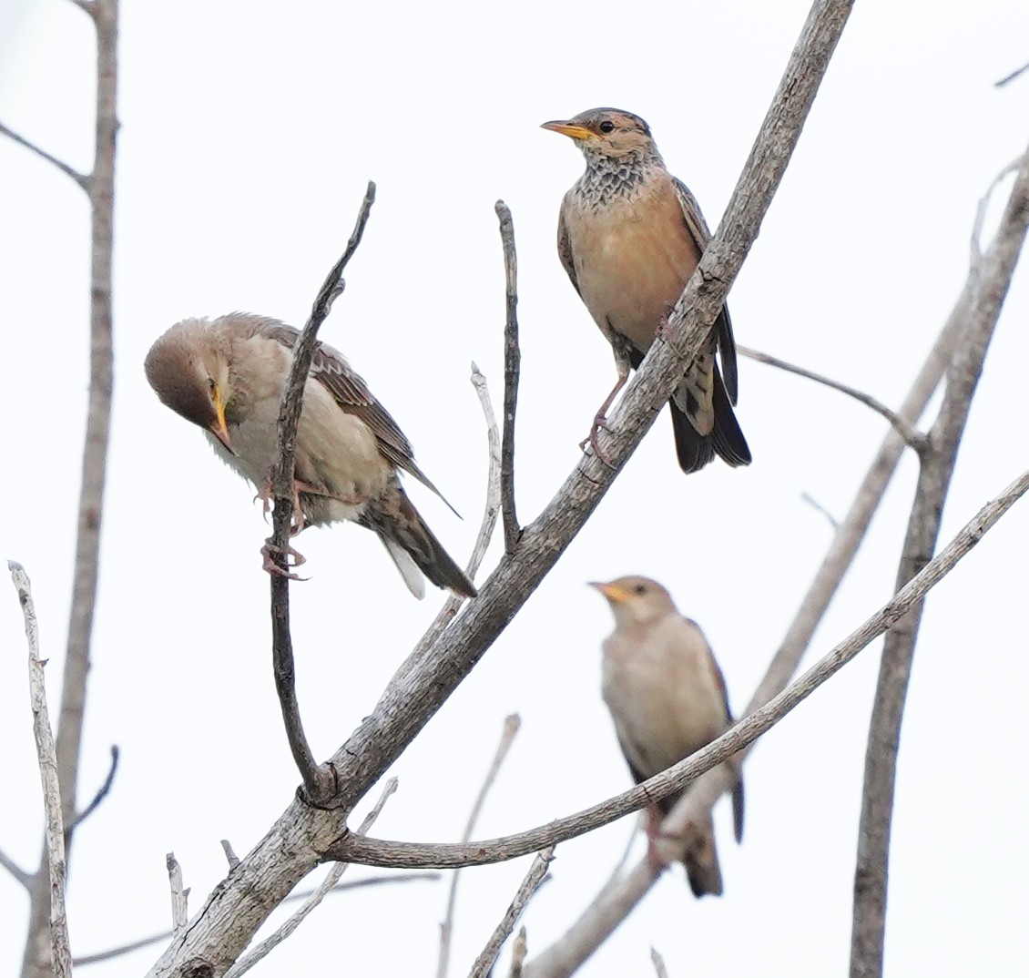 Rosy Starling - ML644691868