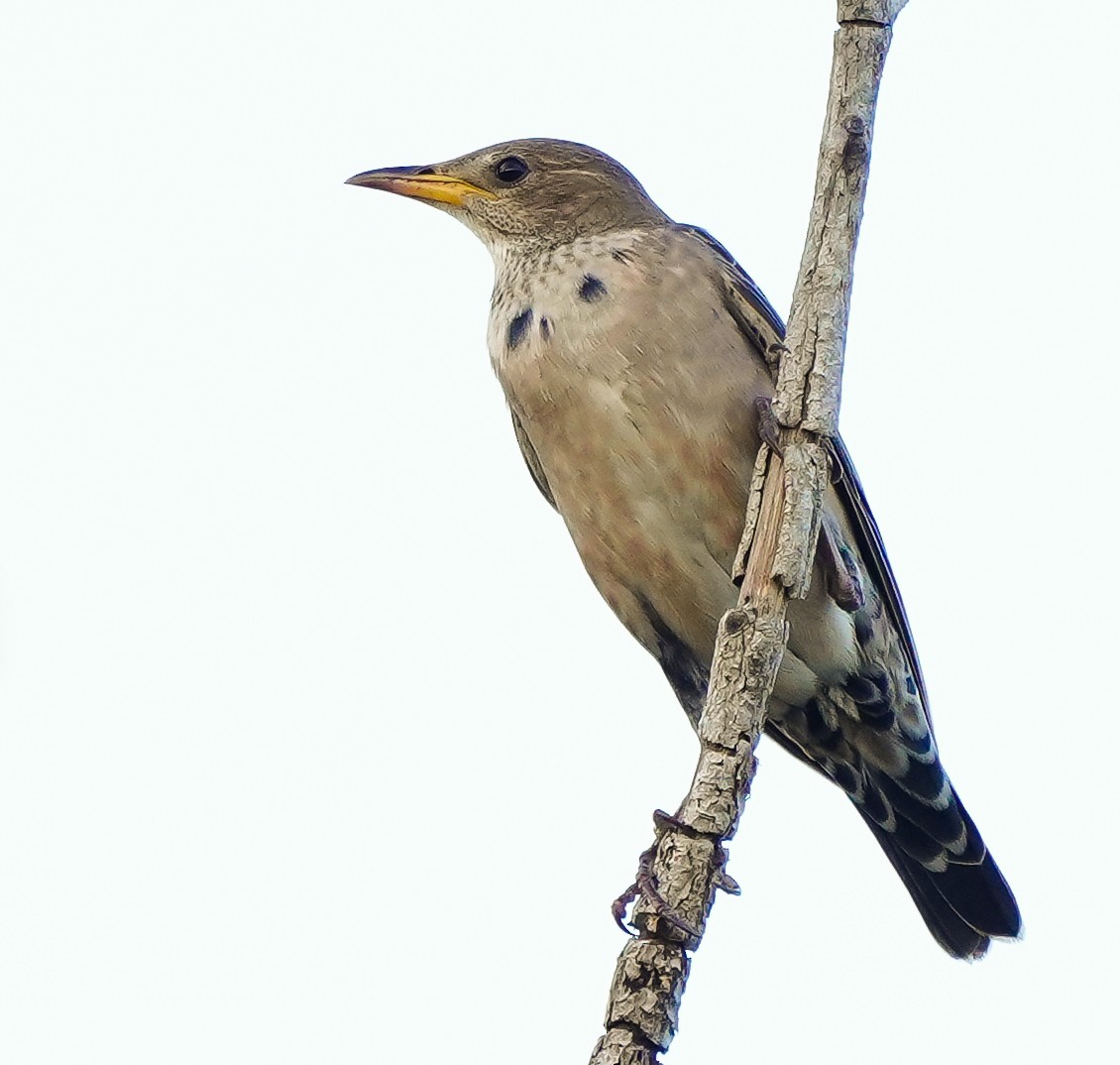 Rosy Starling - ML644691873