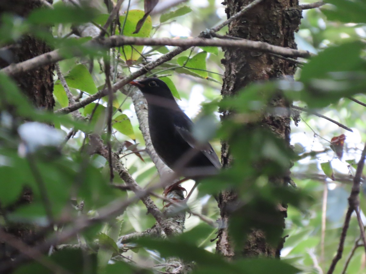 Gray-winged Blackbird - ML644691874