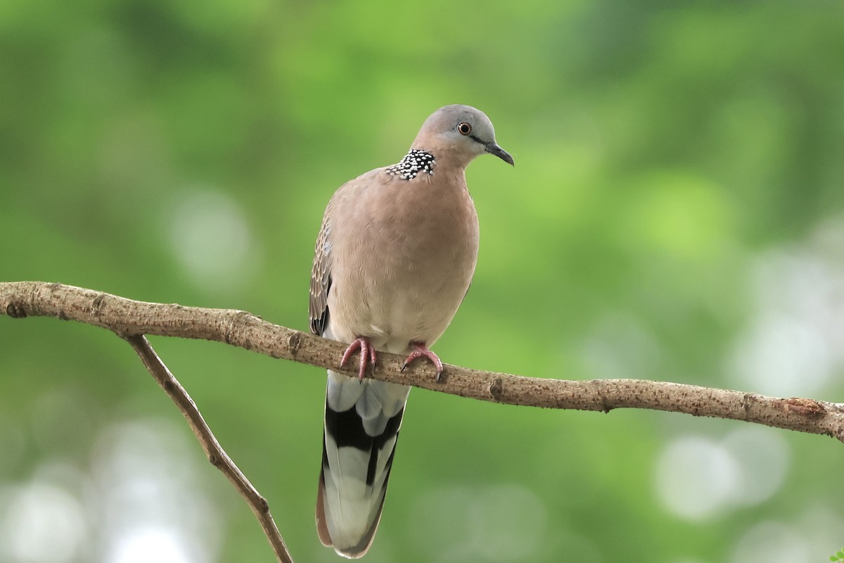 Spotted Dove - ML644691875