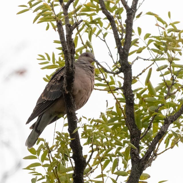 Oriental Turtle-Dove - ML644691876