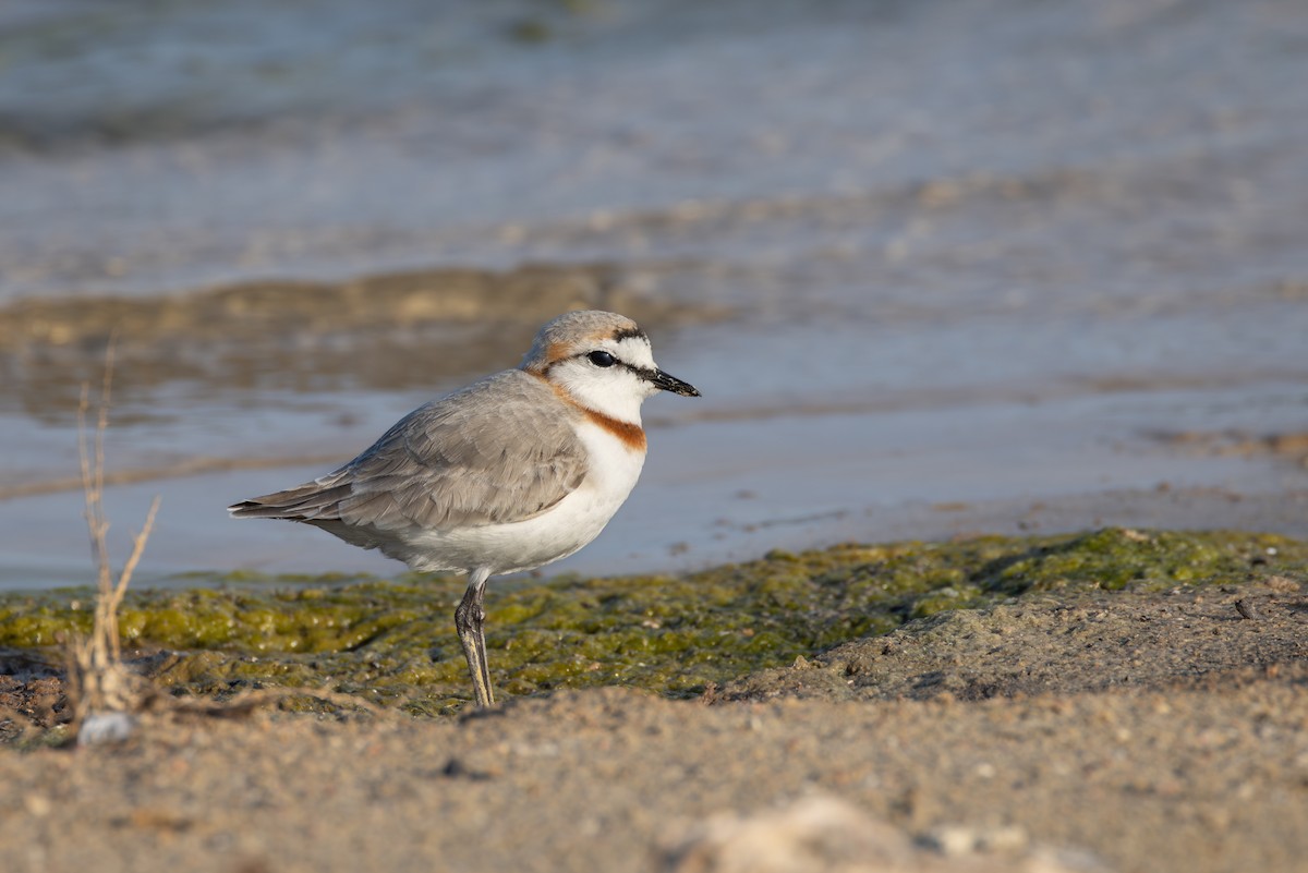 Chestnut-banded Plover - ML644691878