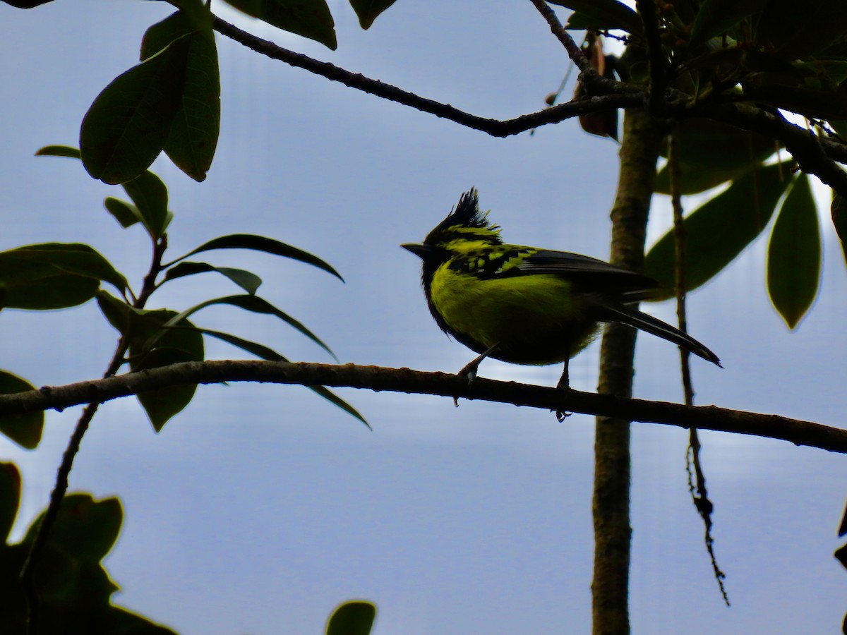Himalayan Black-lored Tit - ML644691879