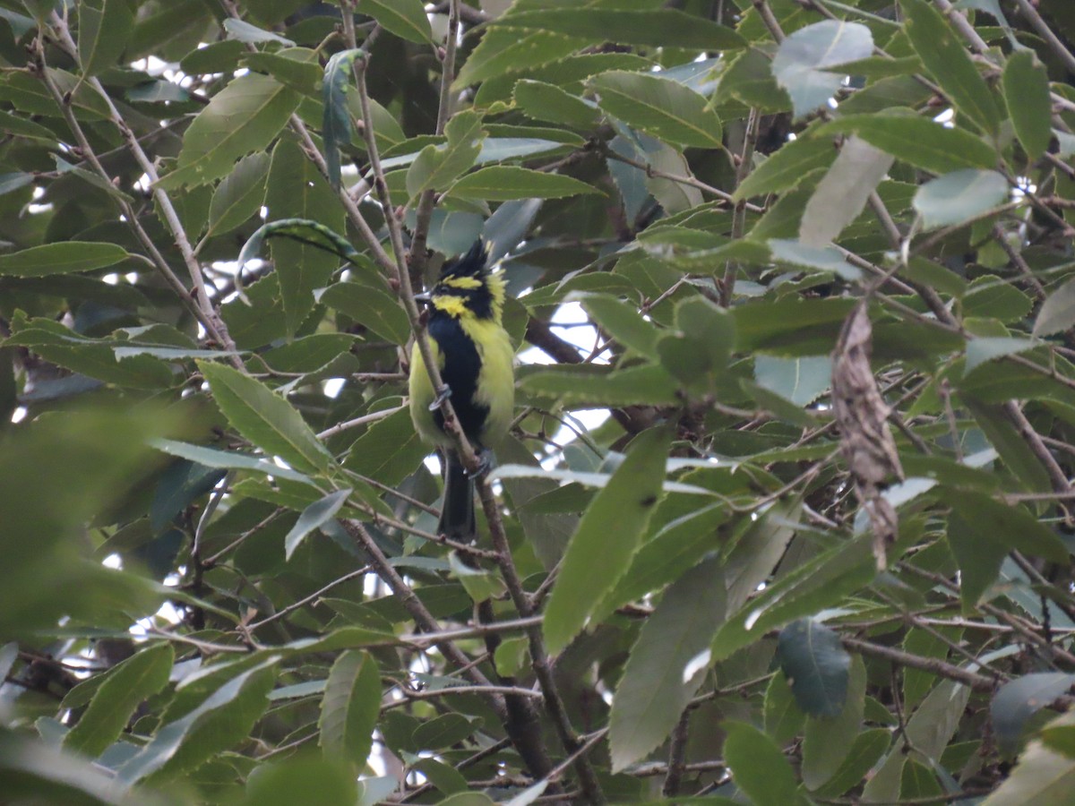 Himalayan Black-lored Tit - ML644691880