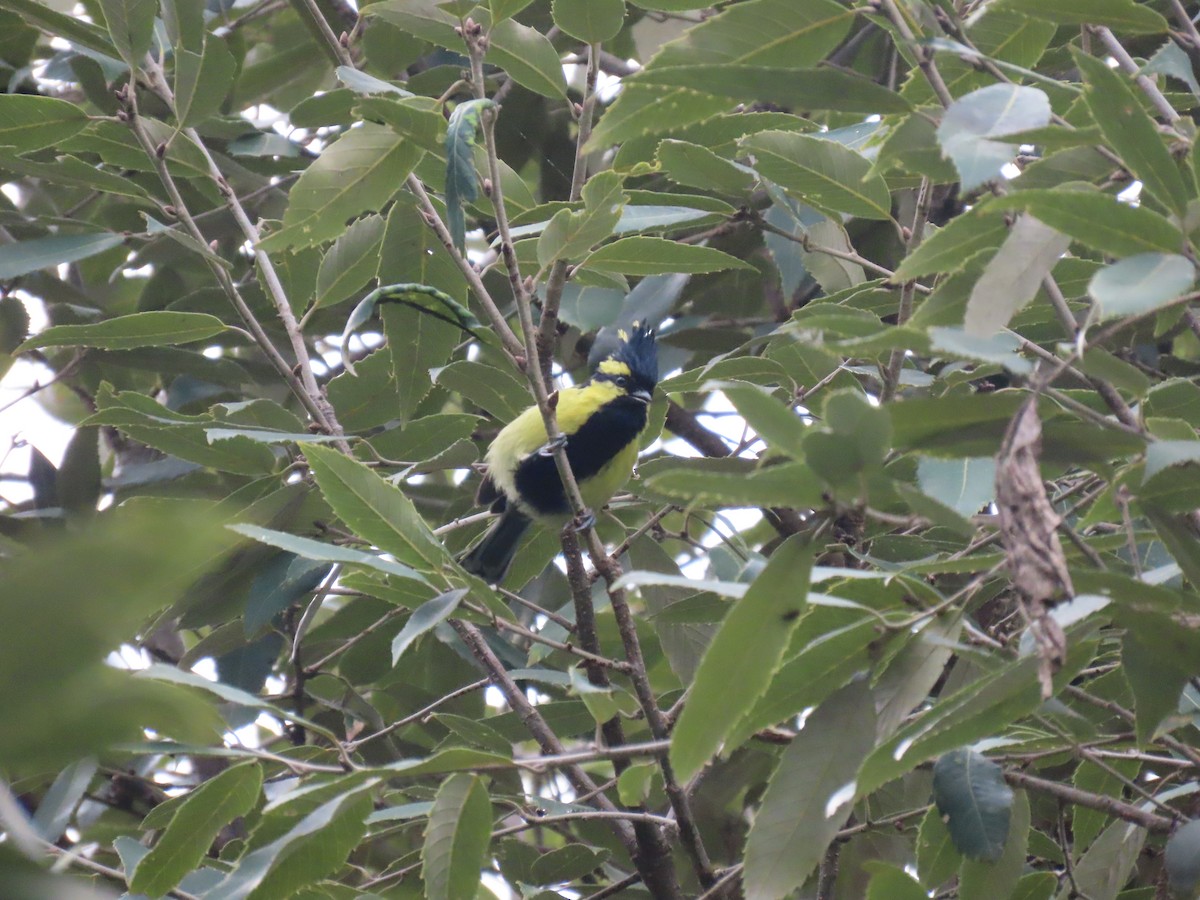 Himalayan Black-lored Tit - ML644691881