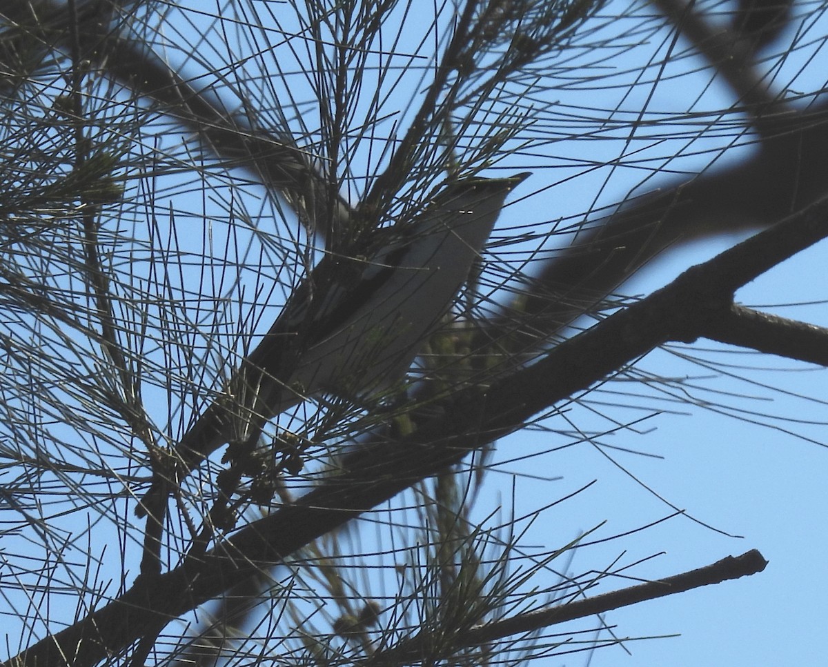 White-winged Triller - ML644691883