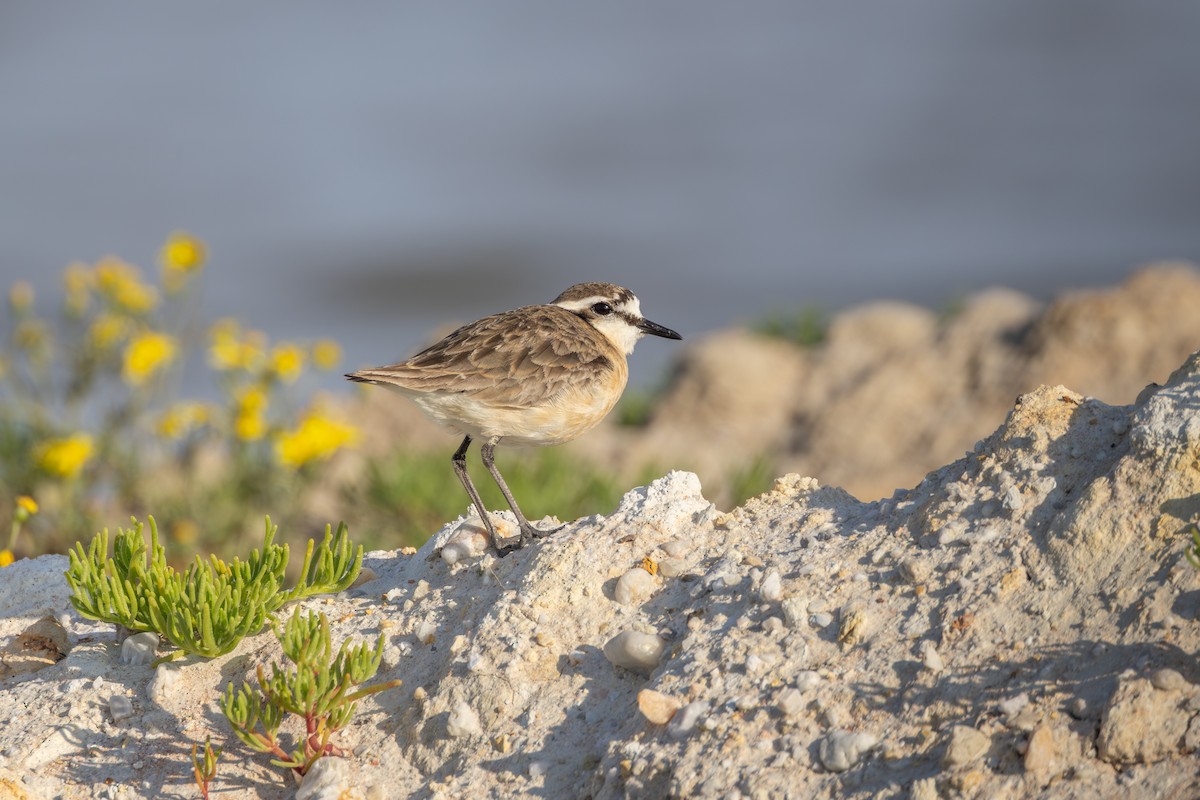 Txirritxo itzaina - ML644691885