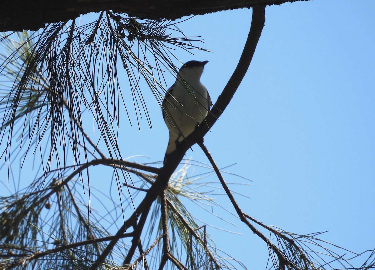 White-winged Triller - ML644691886