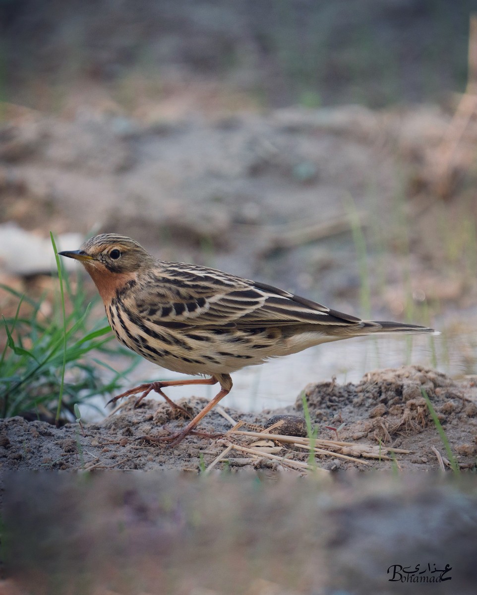 Txirta lepagorria - ML644691887
