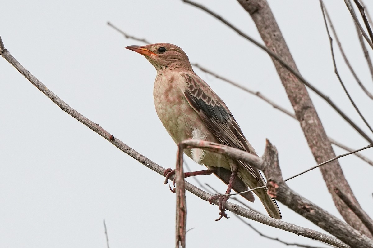 Arabazozo gorrizta - ML644691888