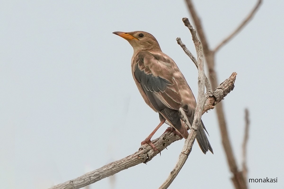 Arabazozo gorrizta - ML644691889