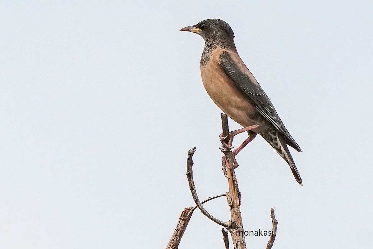 Arabazozo gorrizta - ML644691890